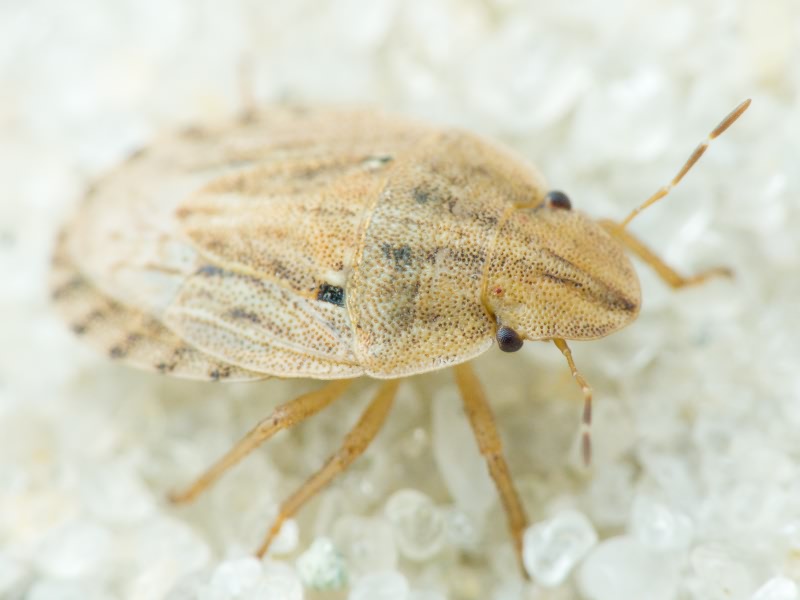 Sciocoris sulcatus Fieber, 1851